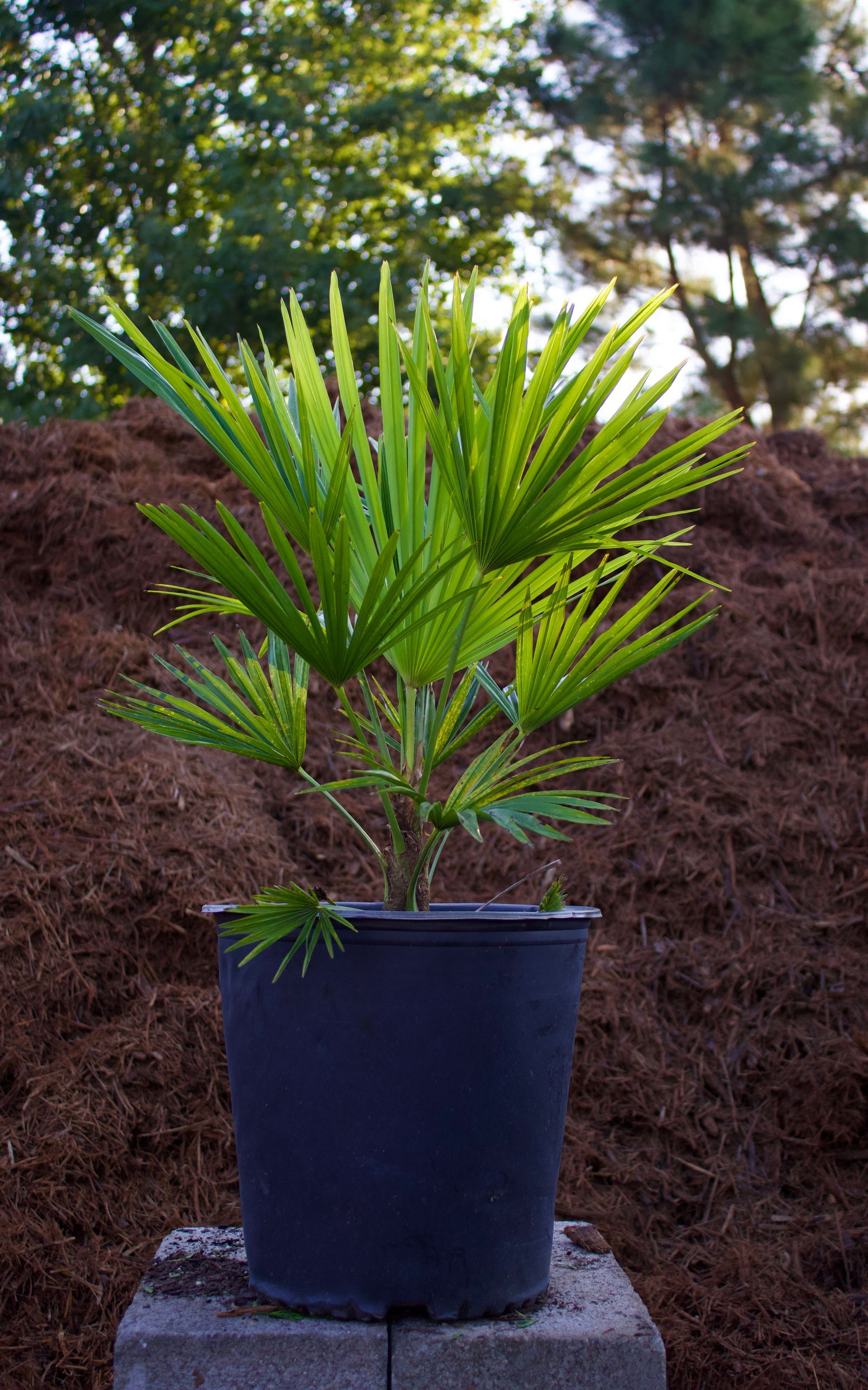 A small palm tree in a black pot is sitting on a brick.