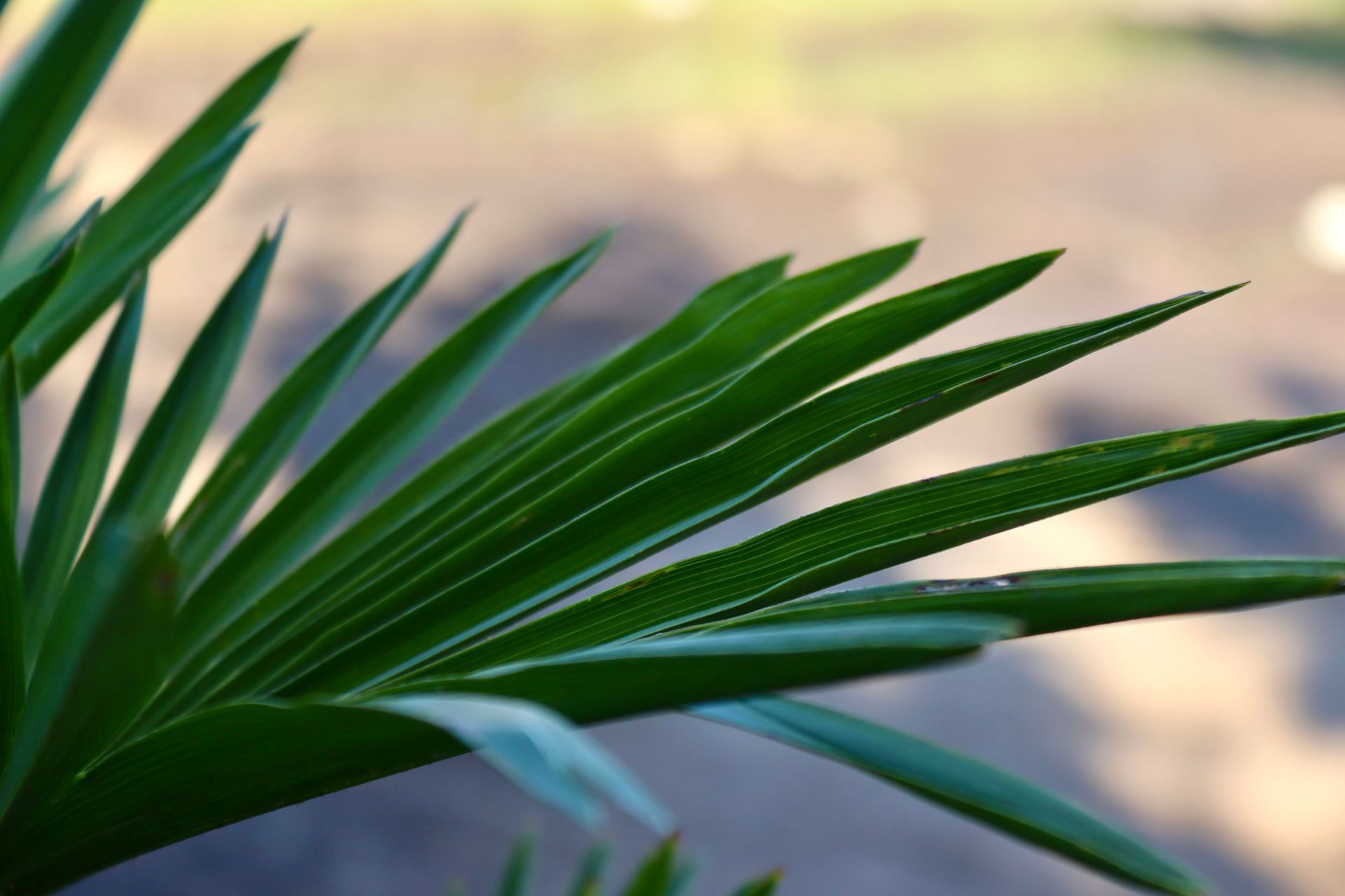 A close up of a palm tree leaf with a blurry background