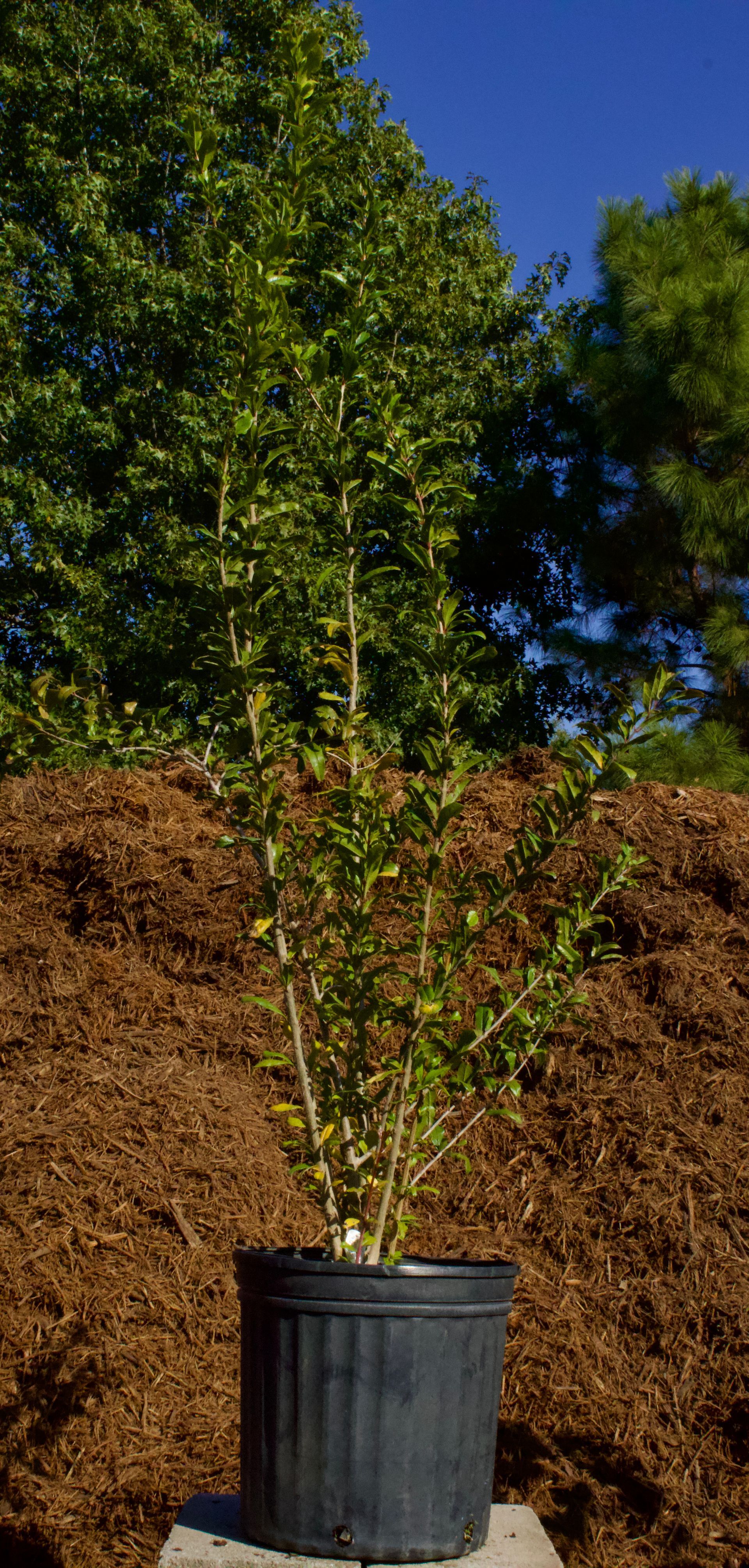 A small tree in a black pot is sitting on top of a pile of mulch.