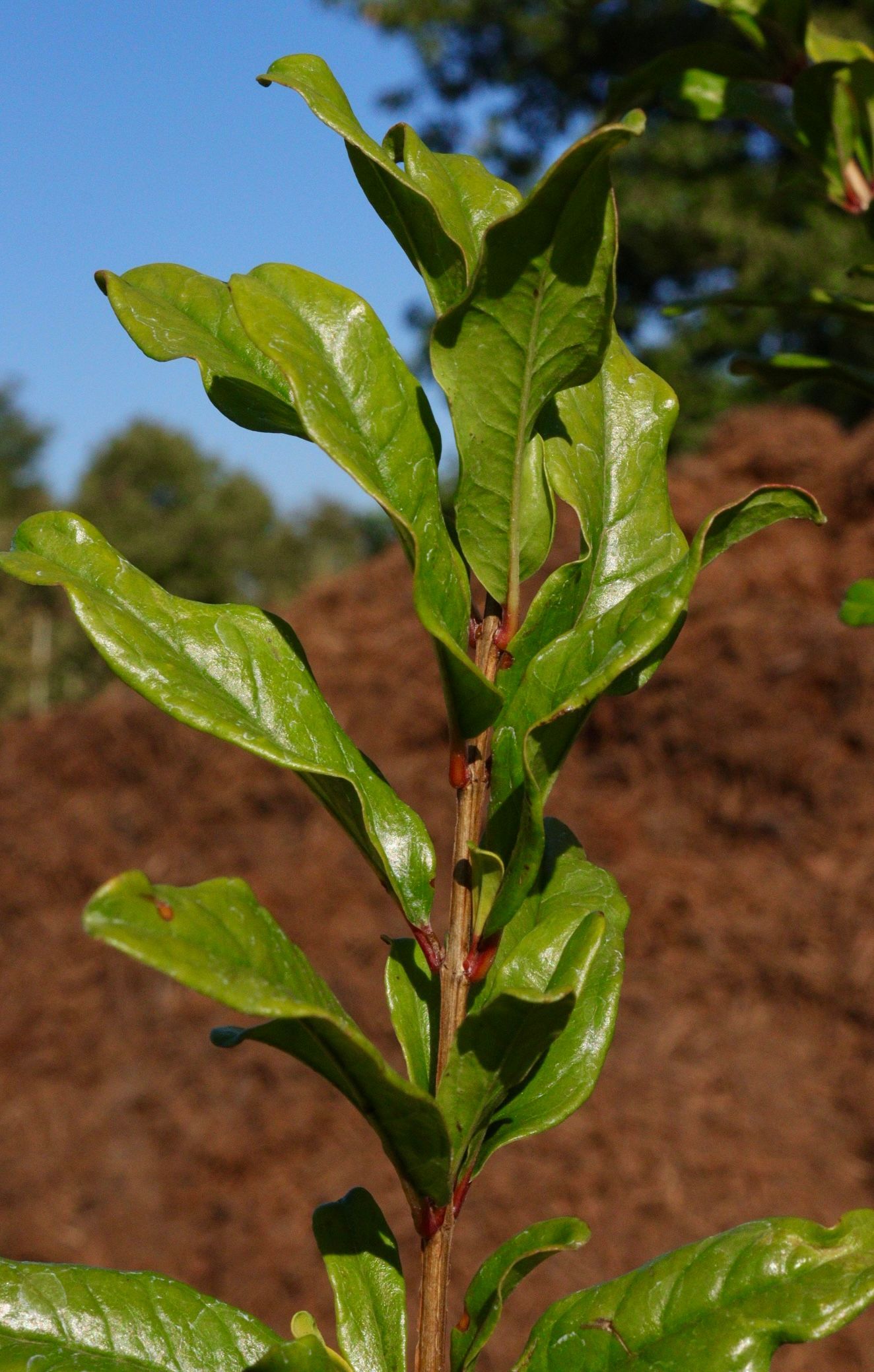 A close up of a plant with lots of green leaves
