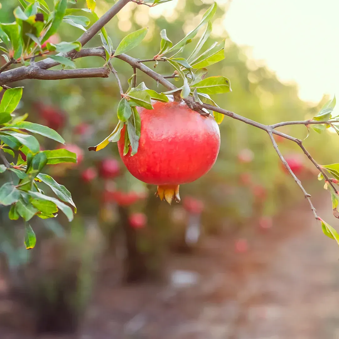 A pomegranate is hanging from a tree branch.