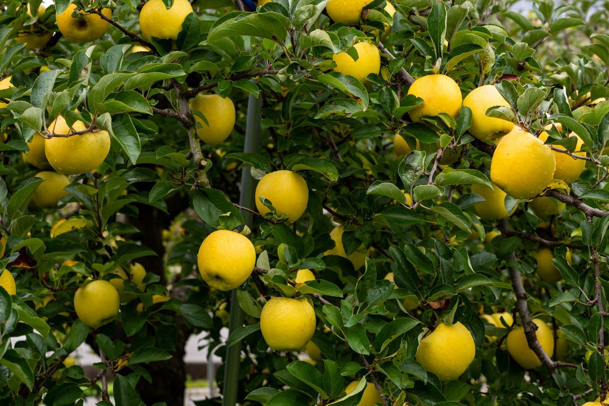 A bunch of yellow apples hanging from a tree
