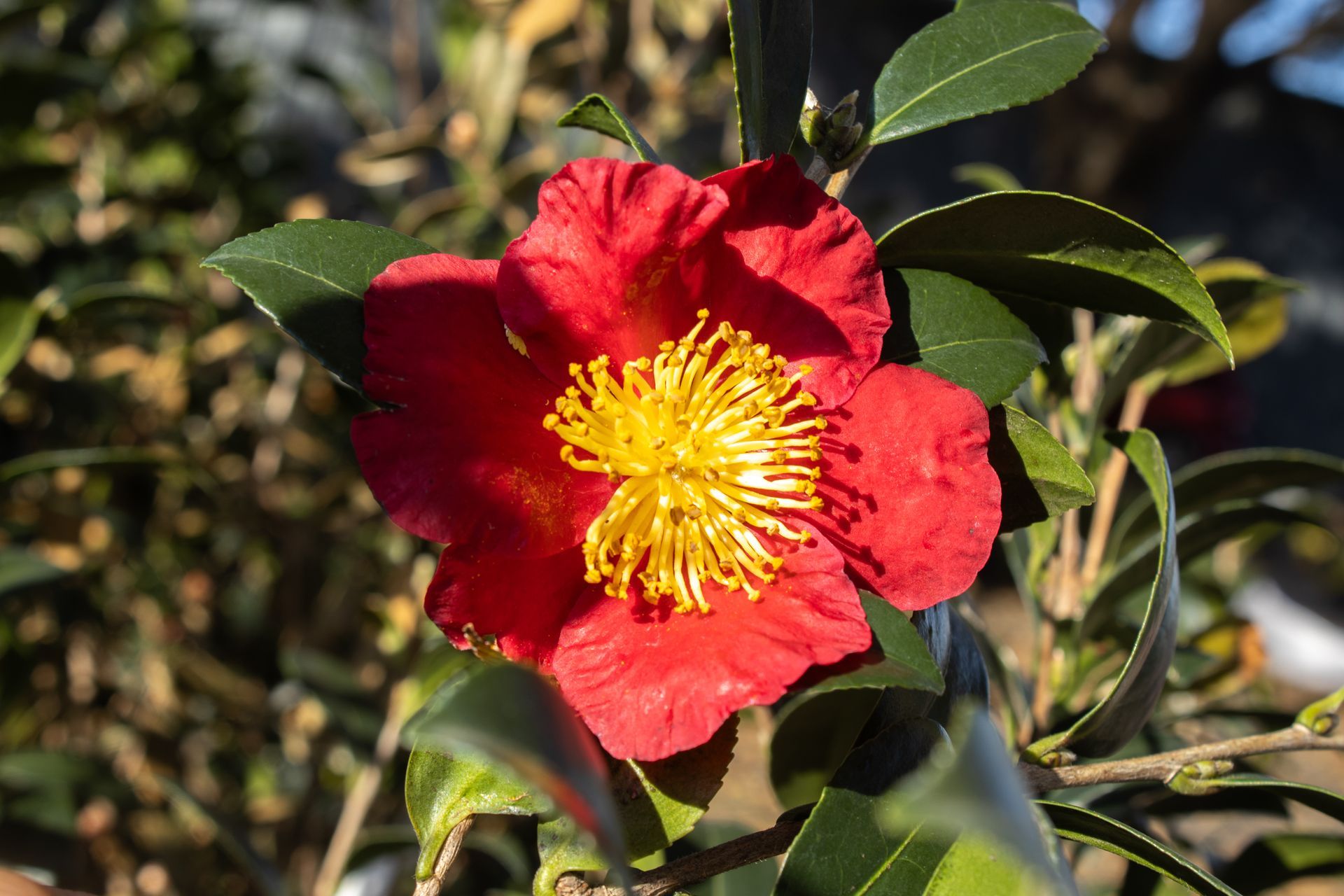 A close up of a red flower with a yellow center