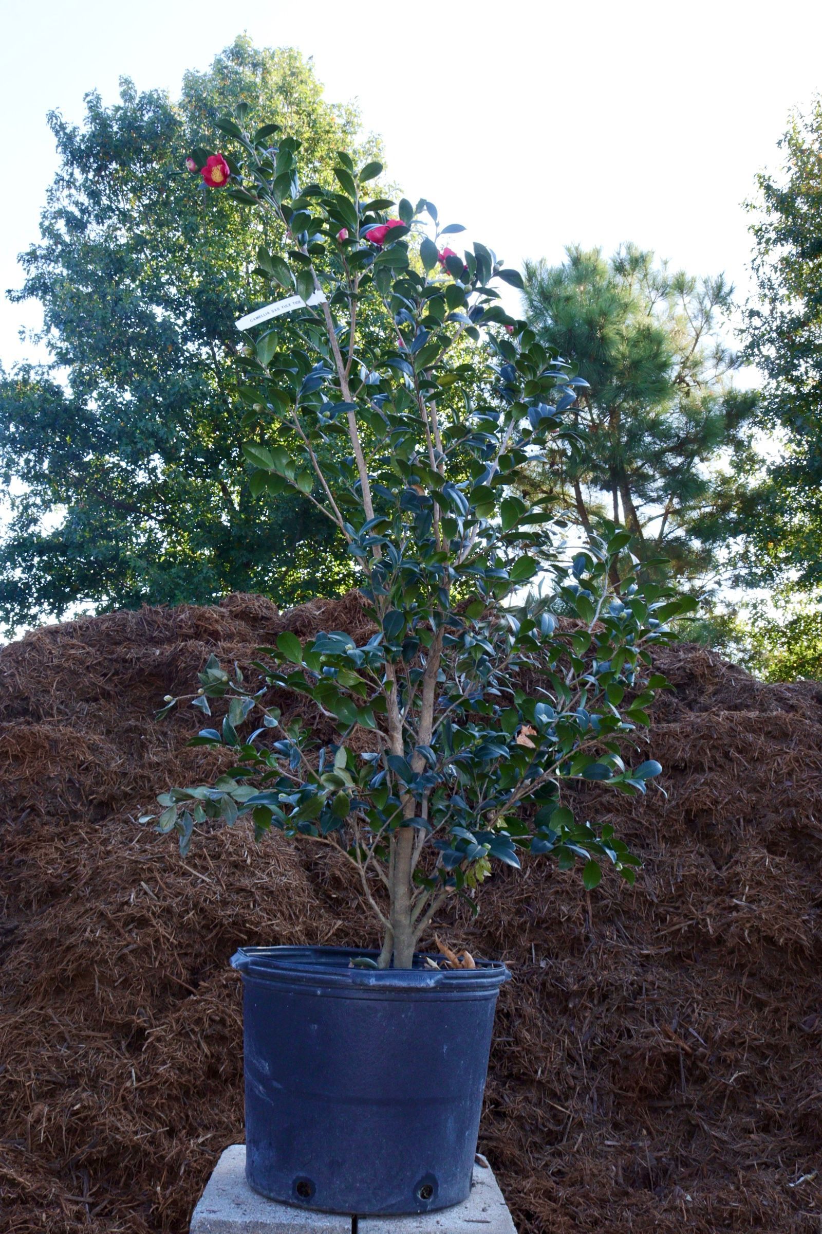 A large potted plant is sitting on top of a pile of mulch.