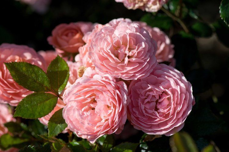 A bunch of pink roses are growing on a bush.