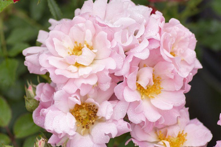A close up of a bunch of pink flowers with yellow centers.
