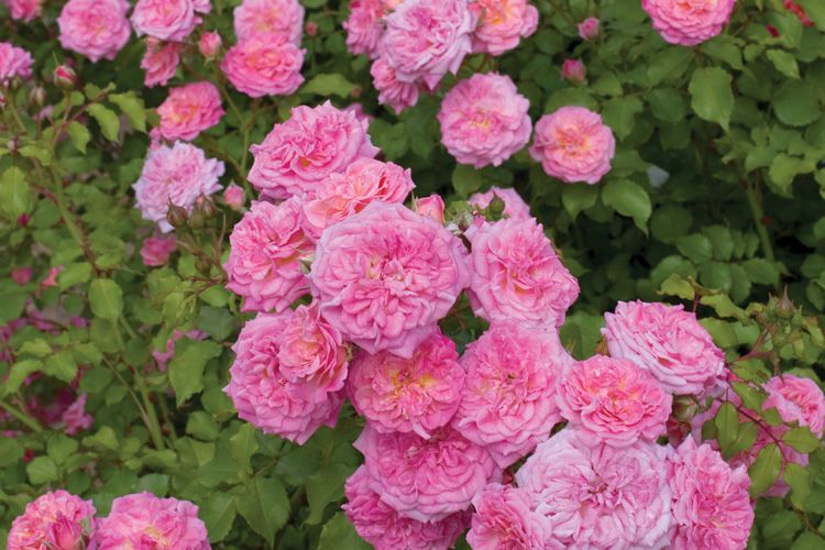 A bush of pink roses with green leaves in a garden.