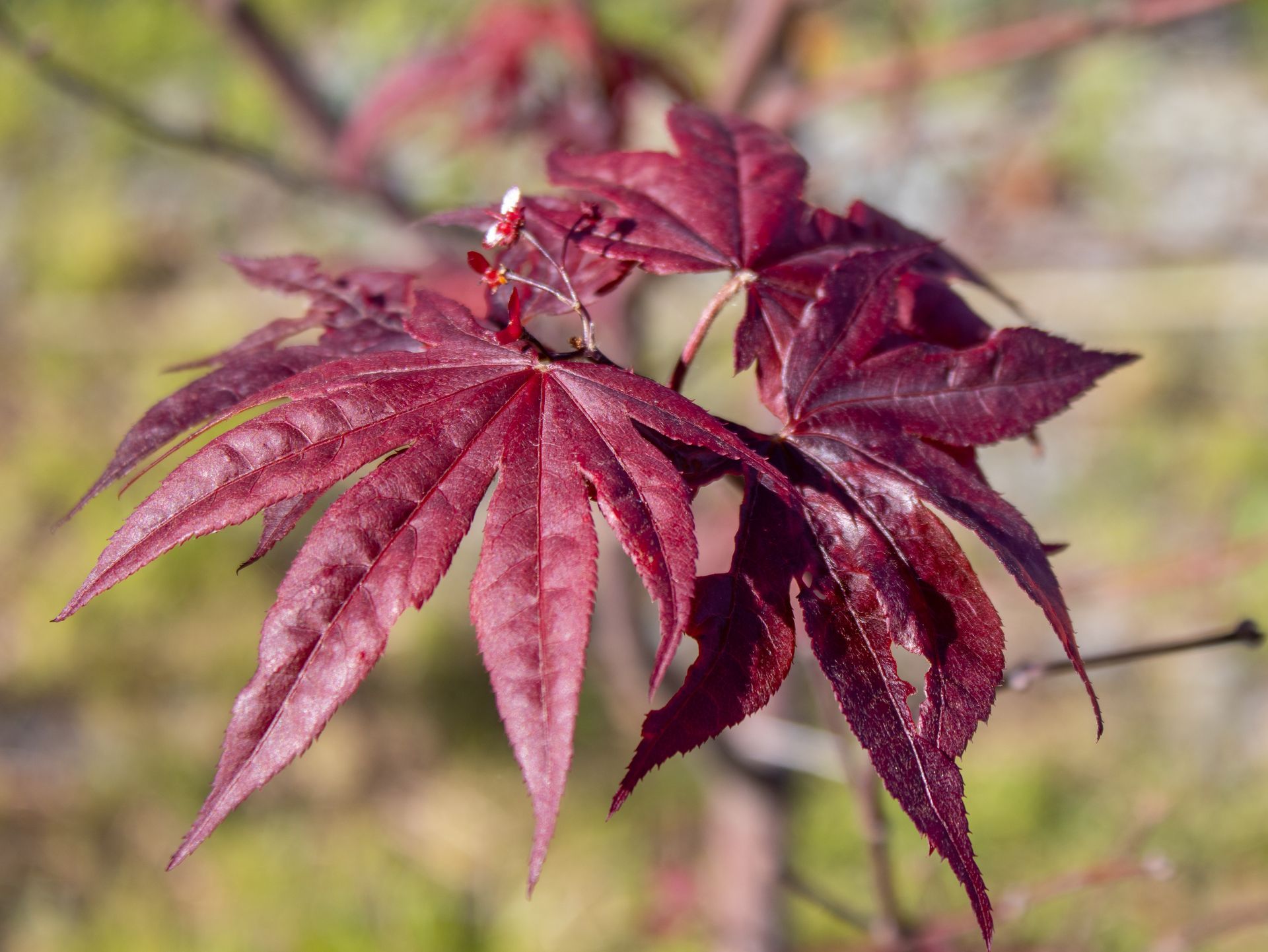 A close up of a red maple leaf on a tree branch