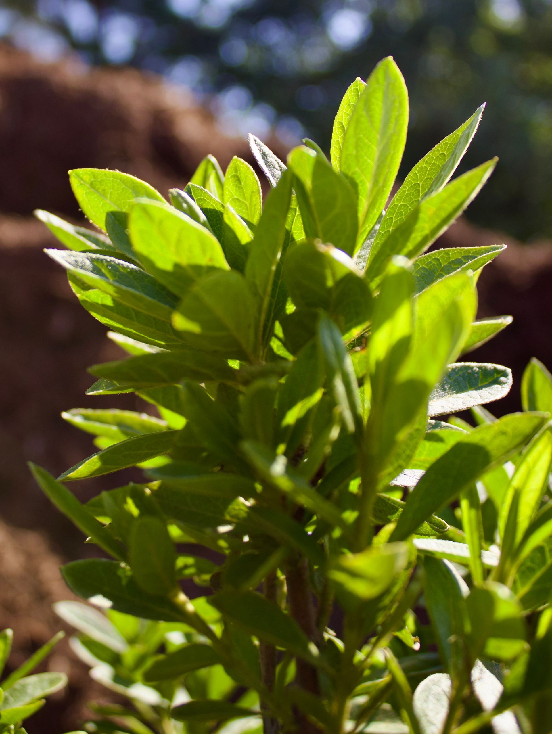 A close up of a plant with lots of green leaves