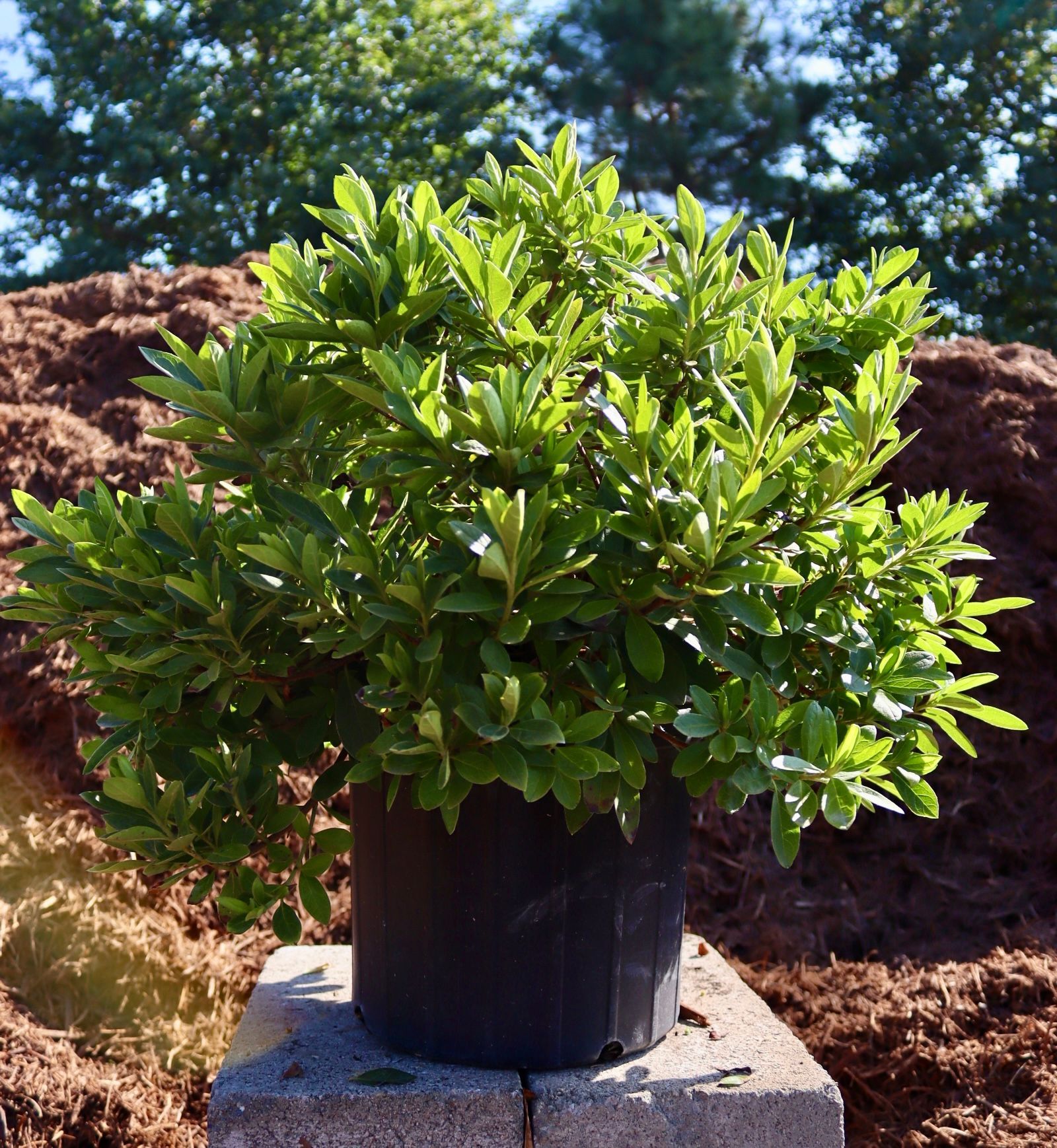 A plant in a black pot is sitting on a concrete block