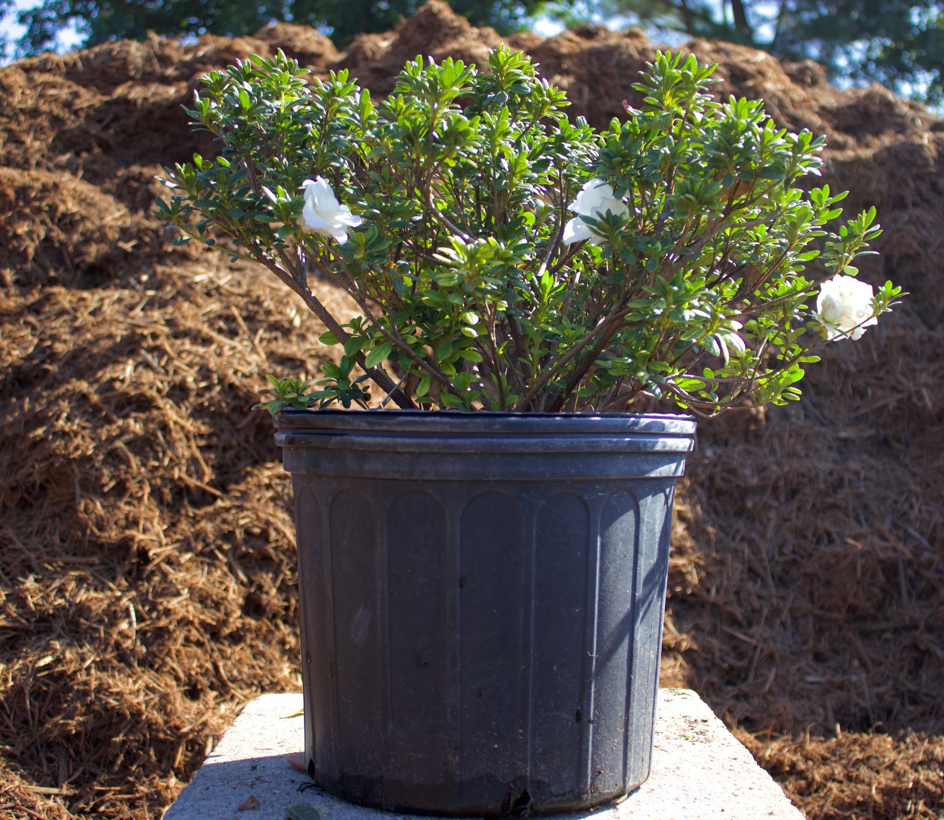 A potted plant with white flowers in front of a pile of dirt