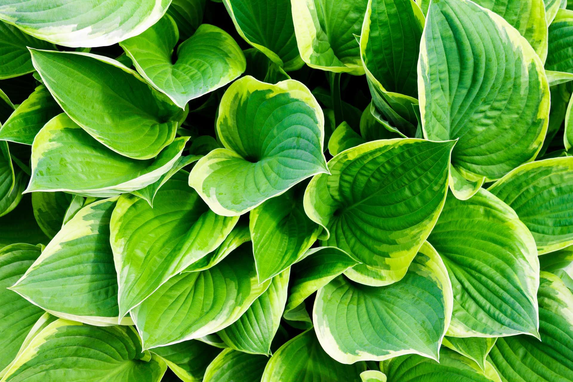 A close up of a bunch of green leaves on a plant