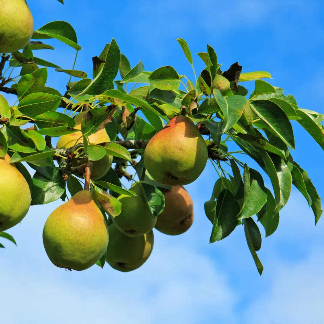 A bunch of pears hanging from a tree branch