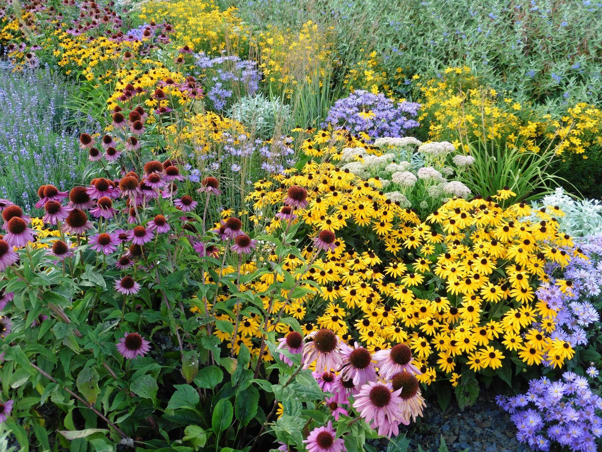 A garden filled with lots of different types of flowers