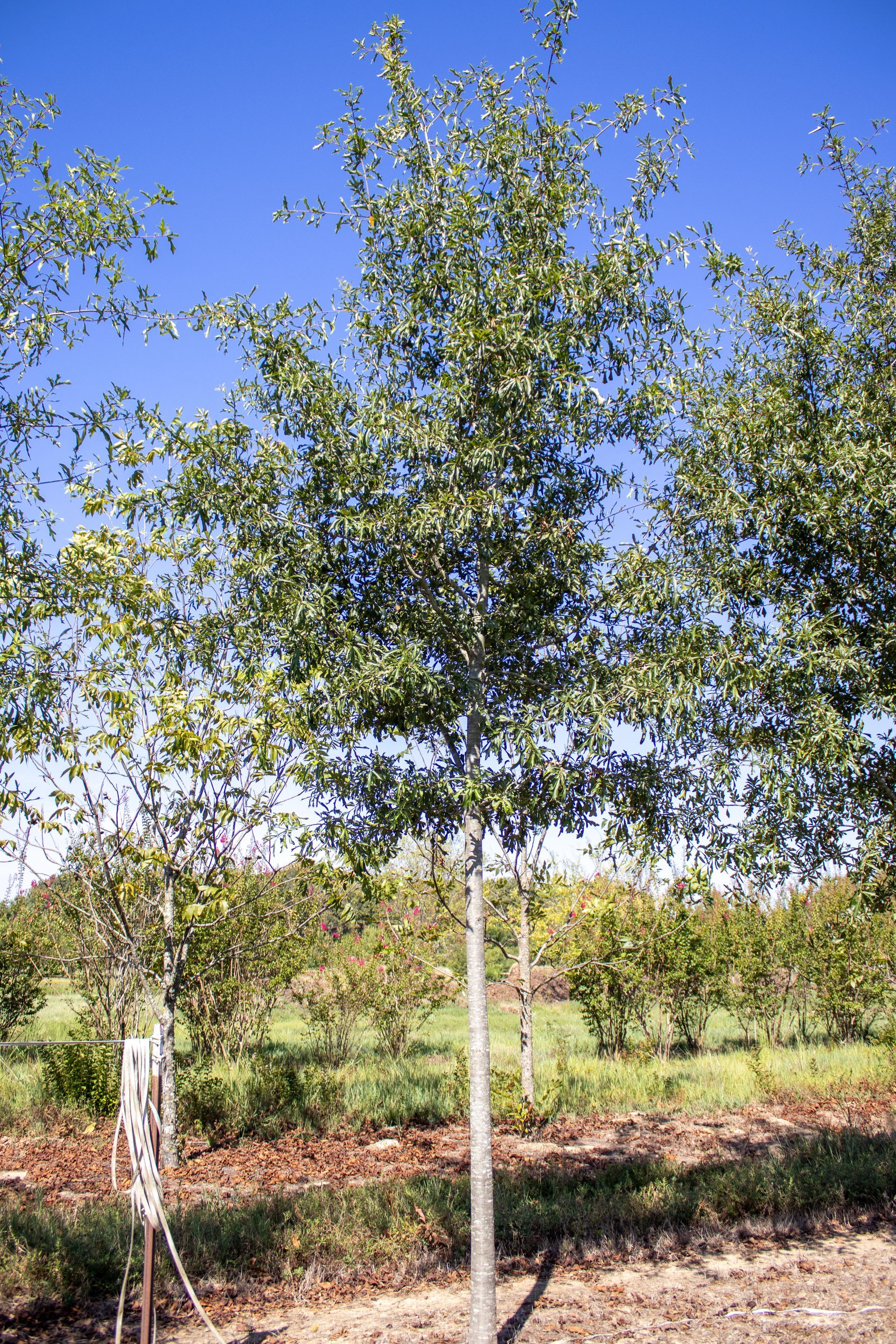 A large tree in a field with a blue sky in the background.