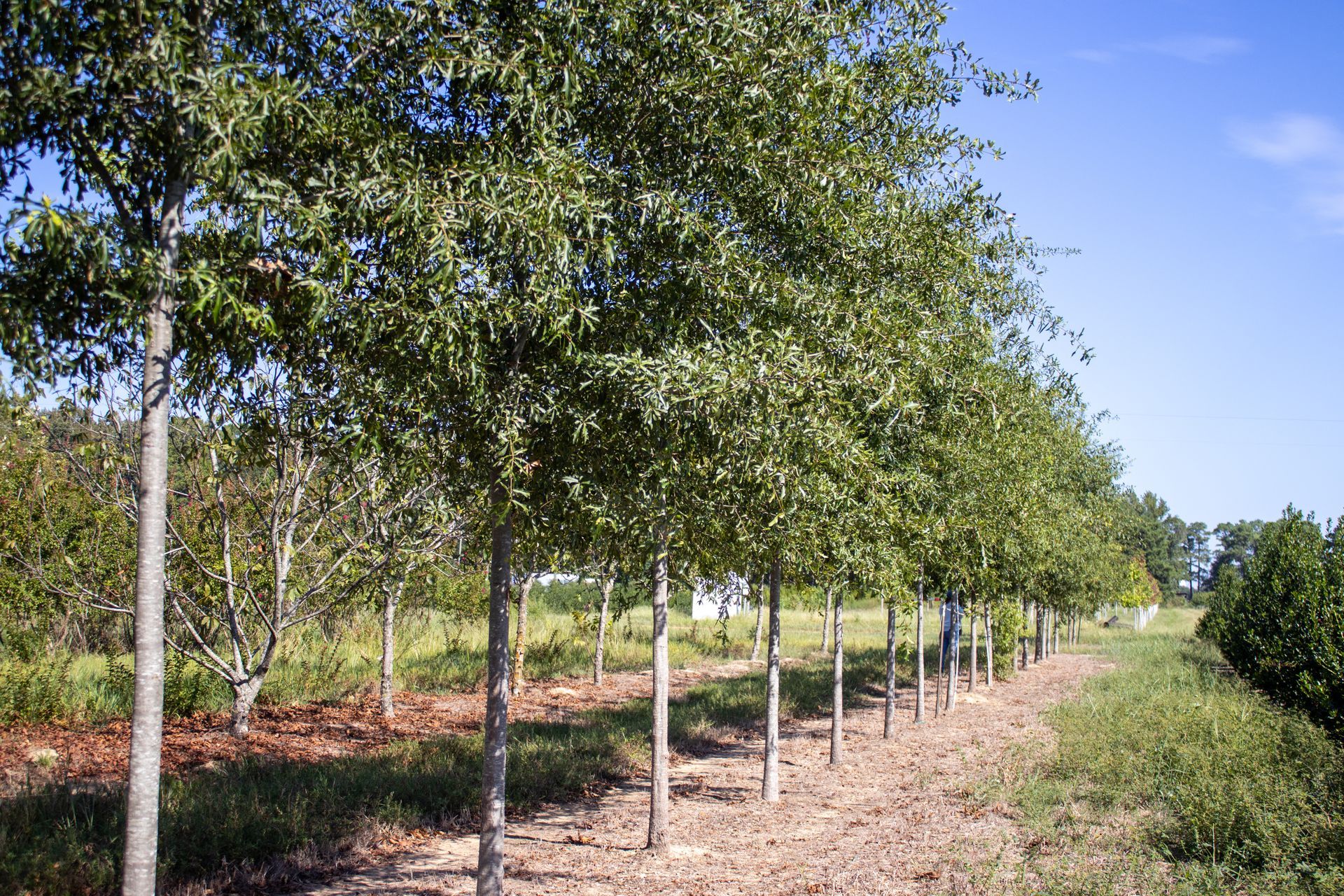 A row of trees in a field with a blue sky in the background.