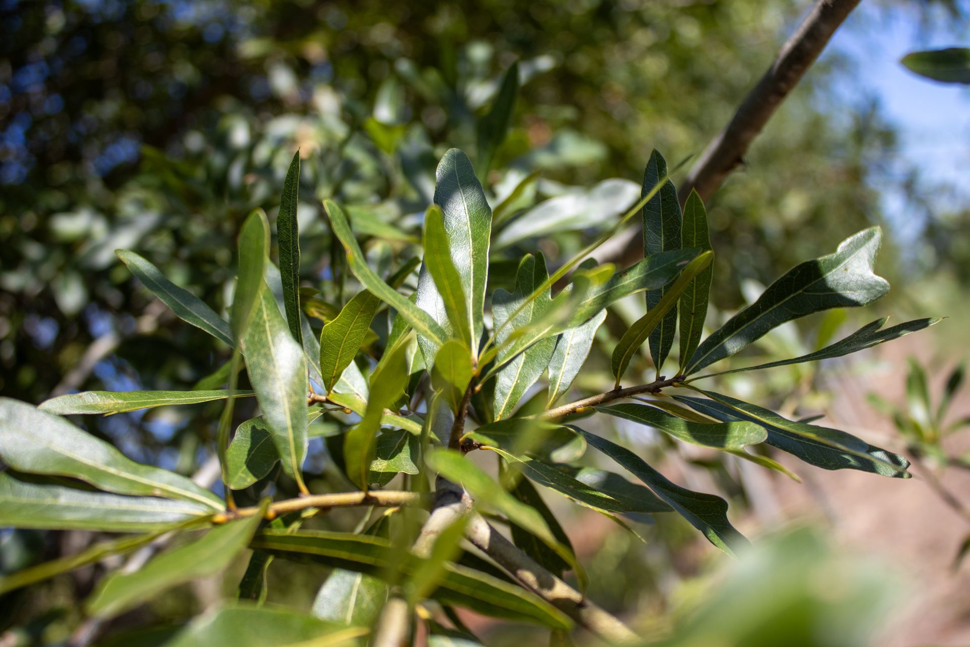 A close up of a tree branch with lots of green leaves.