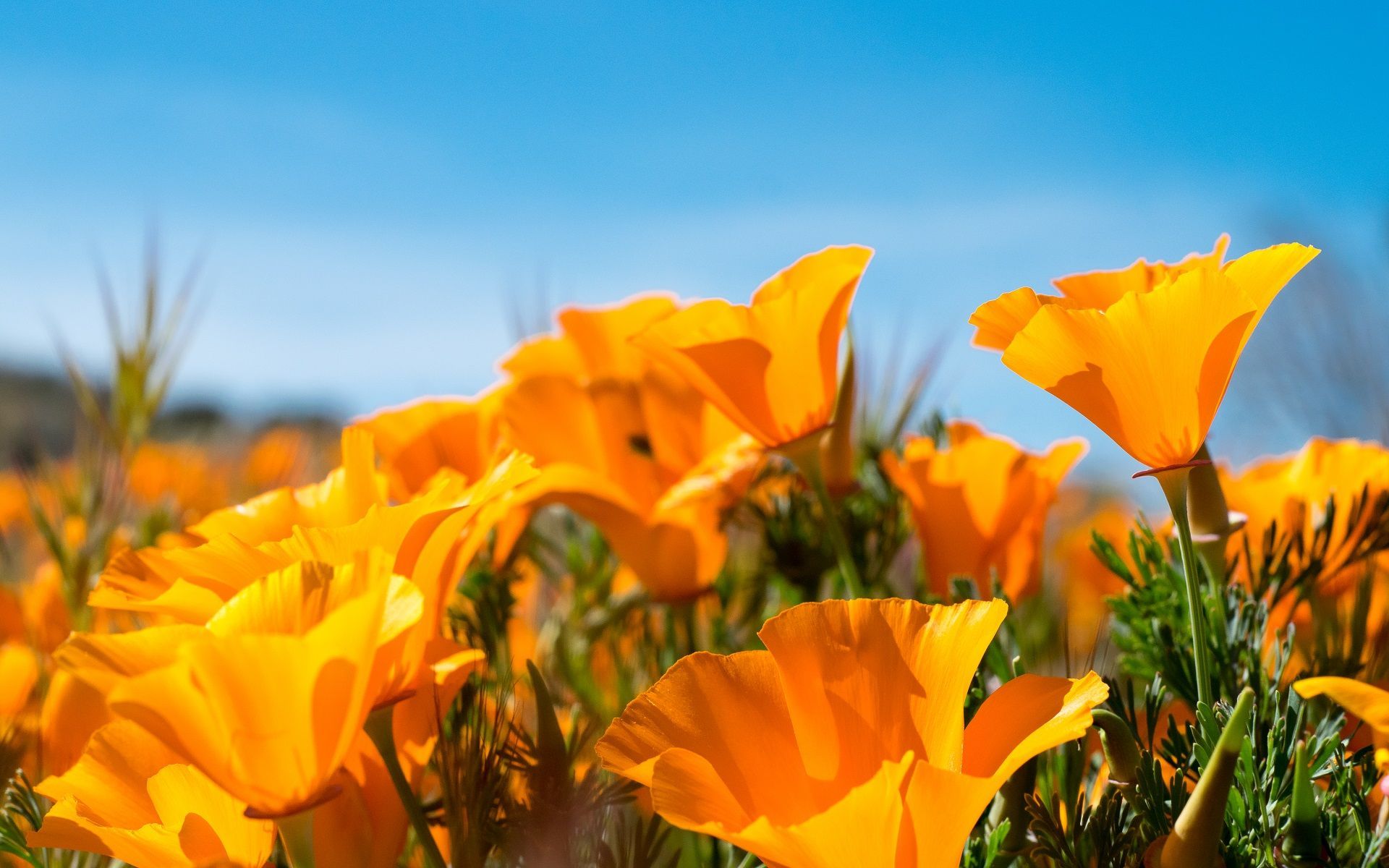 a field of orange flowers with a blue sky in the background