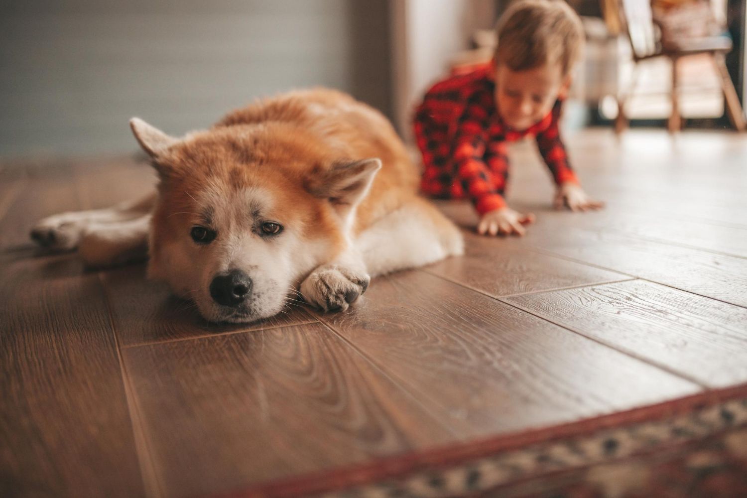 Akita dog resting on a wood floor with a child in a red plaid shirt in the background.