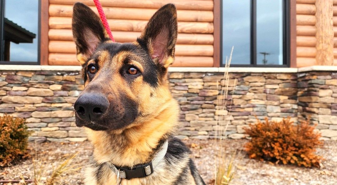 German shepherd standing outdoors in front of a stone wall and log cabin, looking alert