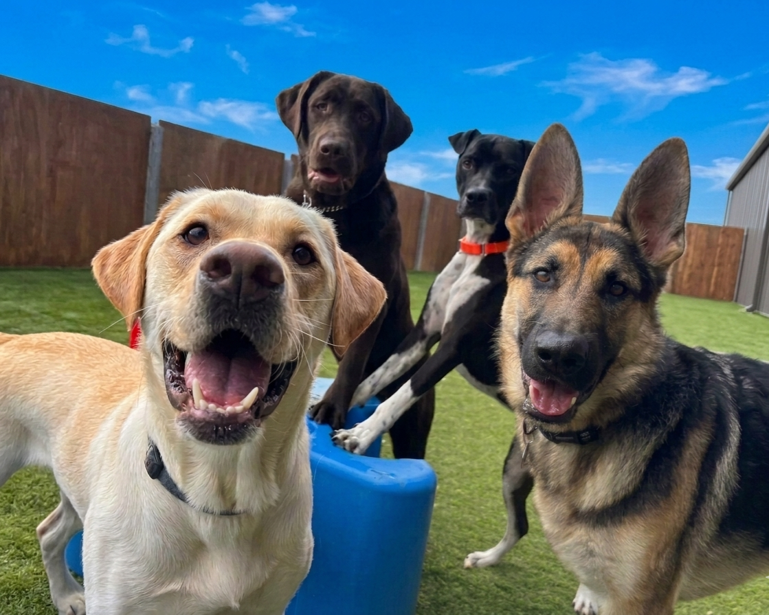 Four dogs outdoors on grass, one tan dog close up smiling, with three others behind near a blue bucket and fence.