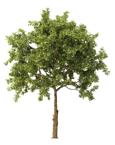 Tree — Dover, NJ — Trusty Tree Service LLC