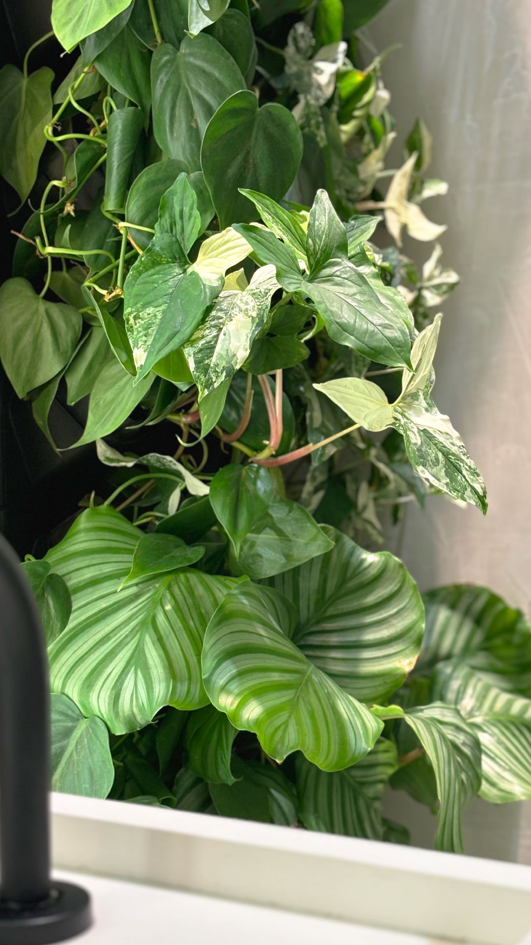 Freedom_MayerOdontologia