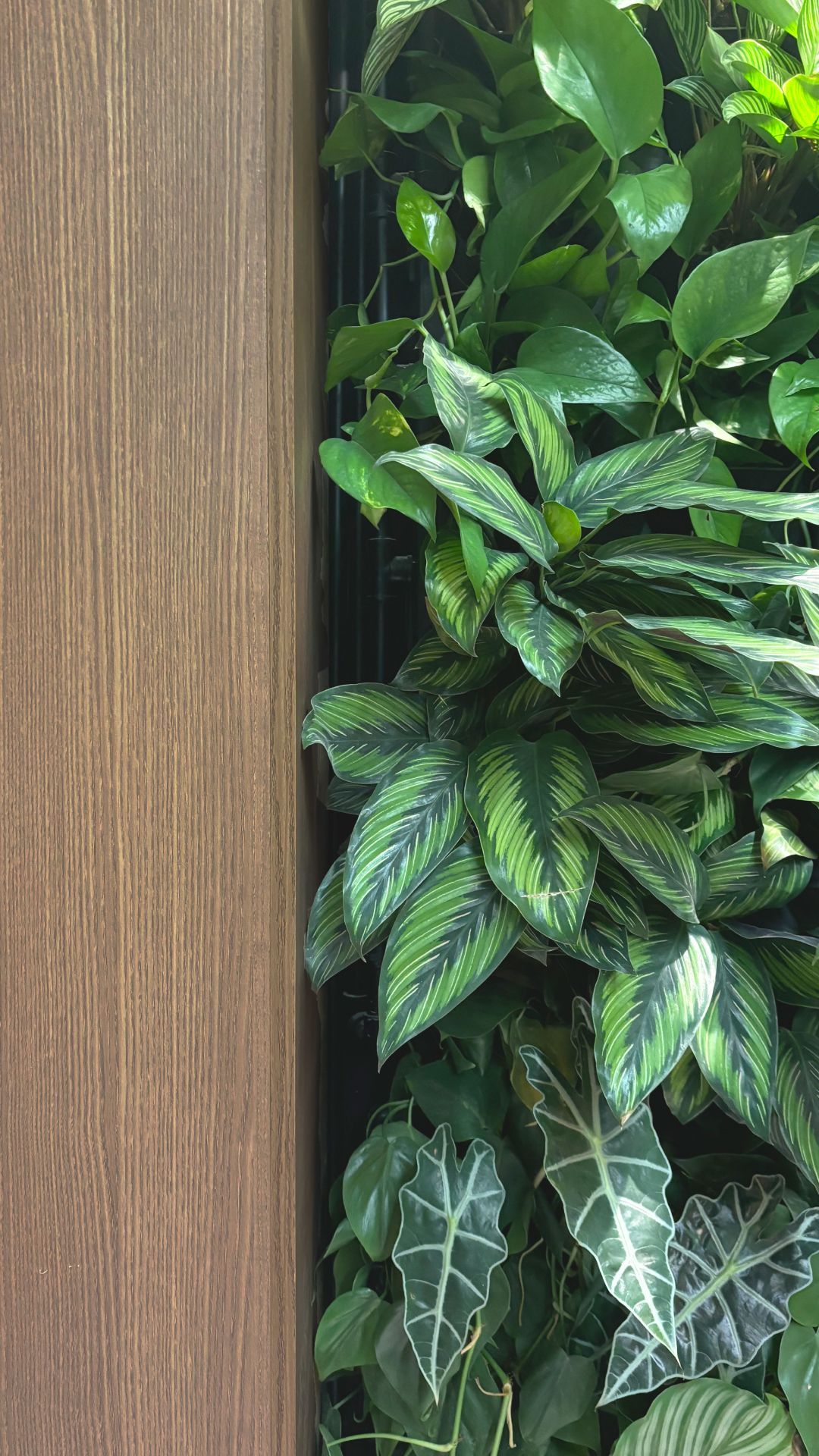 Jardim vertical natural Freedom
