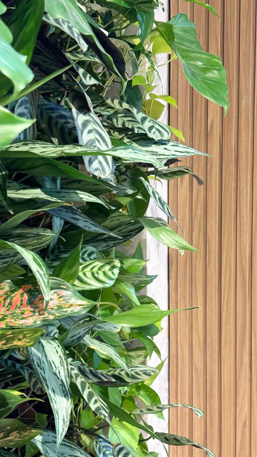 Jardim vertical natural Freedom