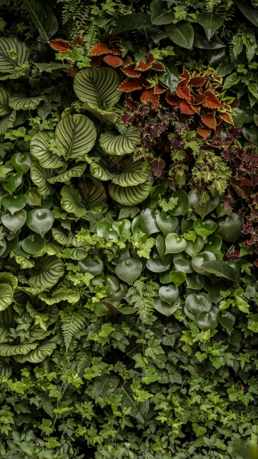 Jardim vertical natural Freedom