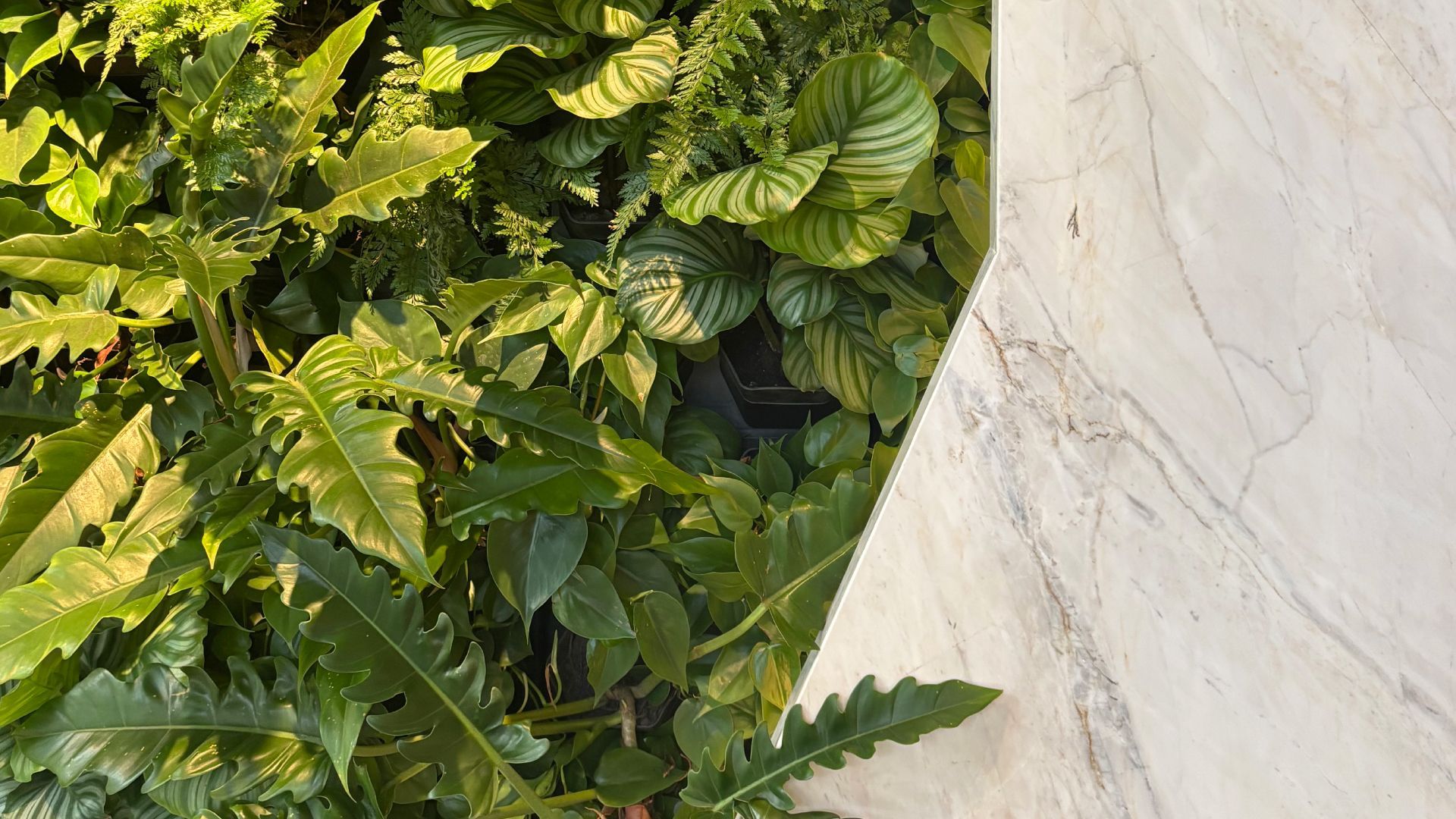 Jardim vertical natural Freedom