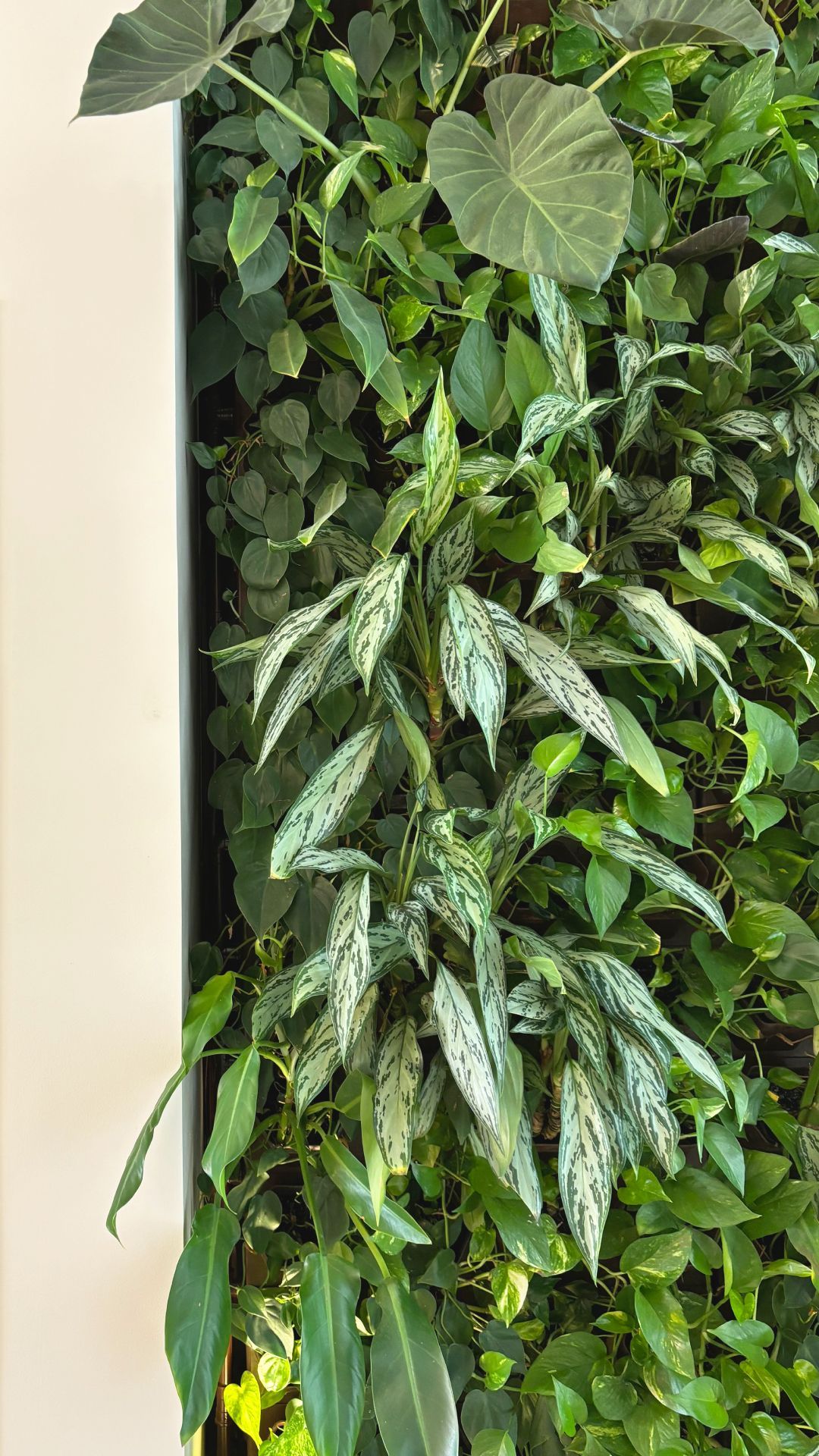 Jardim vertical natural Freedom