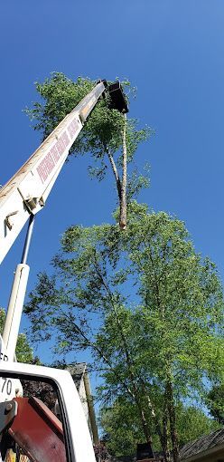A white truck with a crane attached to it is cutting a tree.