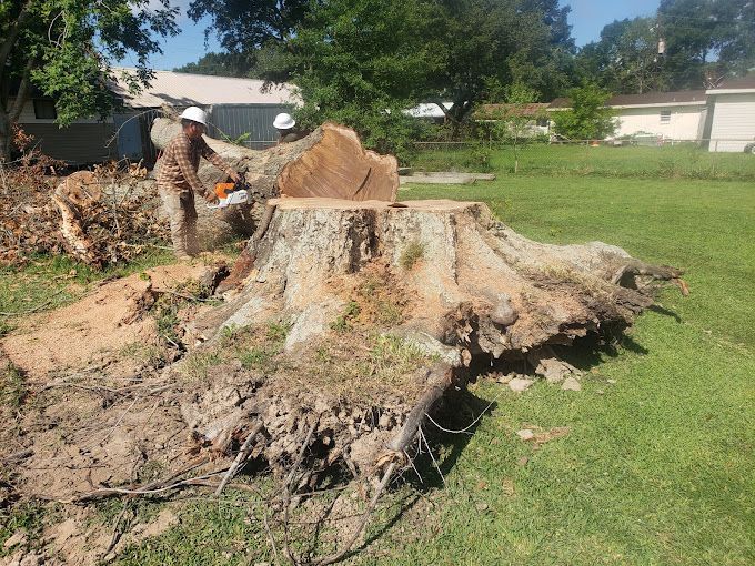 A man is cutting a tree stump with a chainsaw.