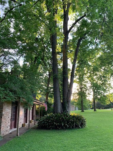 A large tree in the middle of a lush green field in front of a house.