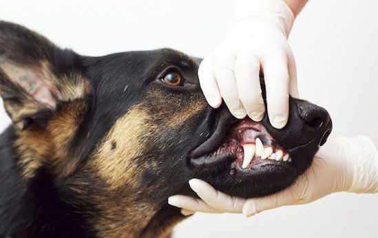 The Benefits of Keeping Your Pet’s Teeth Clean