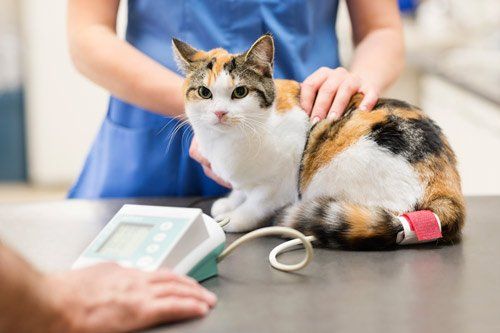 3 Nutrition Tips for Pregnant Cats