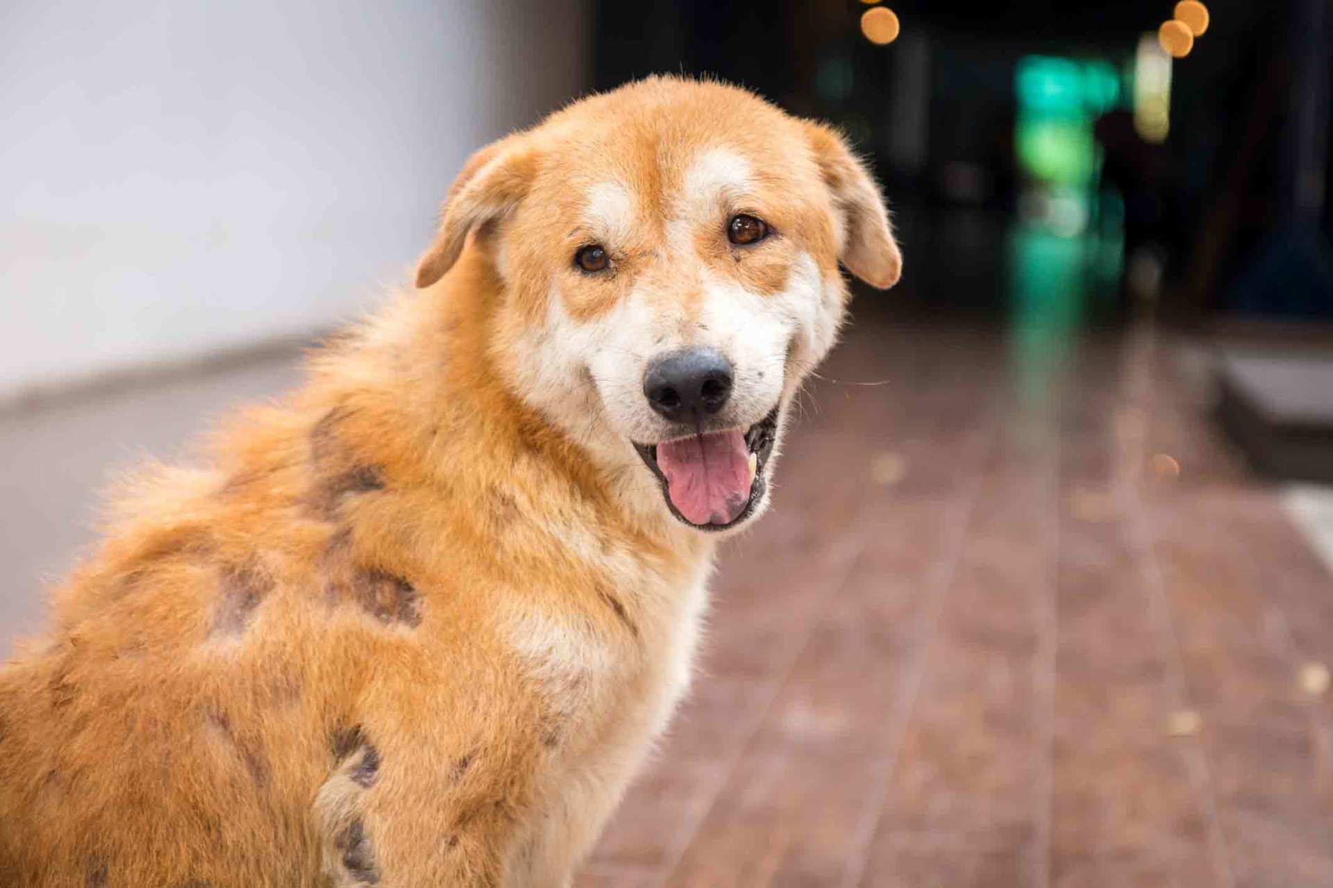 what does a melanoma look like on a dog