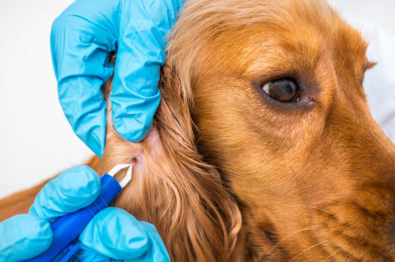 As Spring Rolls in, Protect Your Dog From Lyme Disease