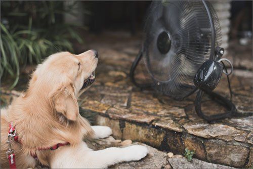 Protect Your Dog From Heatstroke This Summer