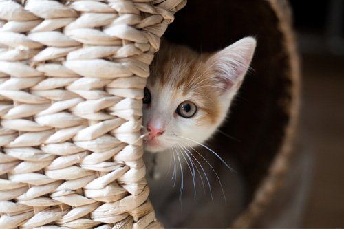 What Cat Owners Should Know About Feline Hyperthyroidism