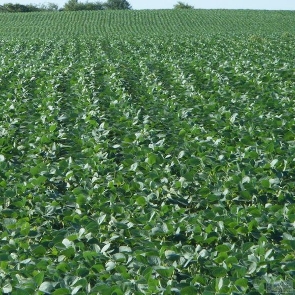Soybean field in Eastern Canada with the crop growth fully filling in the space between the rows.