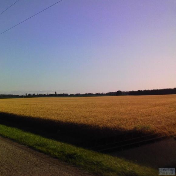 Mature grain field alongside a rural road in Eastern Canada with forest area in the distance.