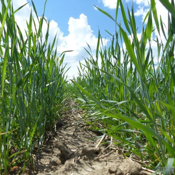 Close up picture between the rows of spring grain in Western Canada in the first weeks after emergence.