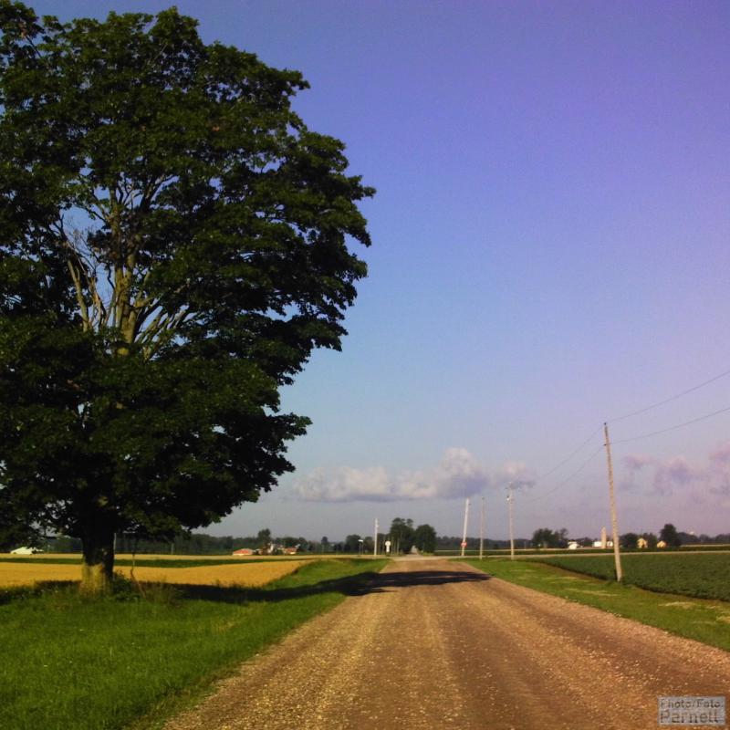Blick auf eine Landstraße in Ost Kanada mit Soja- und Getreidefeldern, einem großen Ahornbaum und zwei Bauernhöfen.