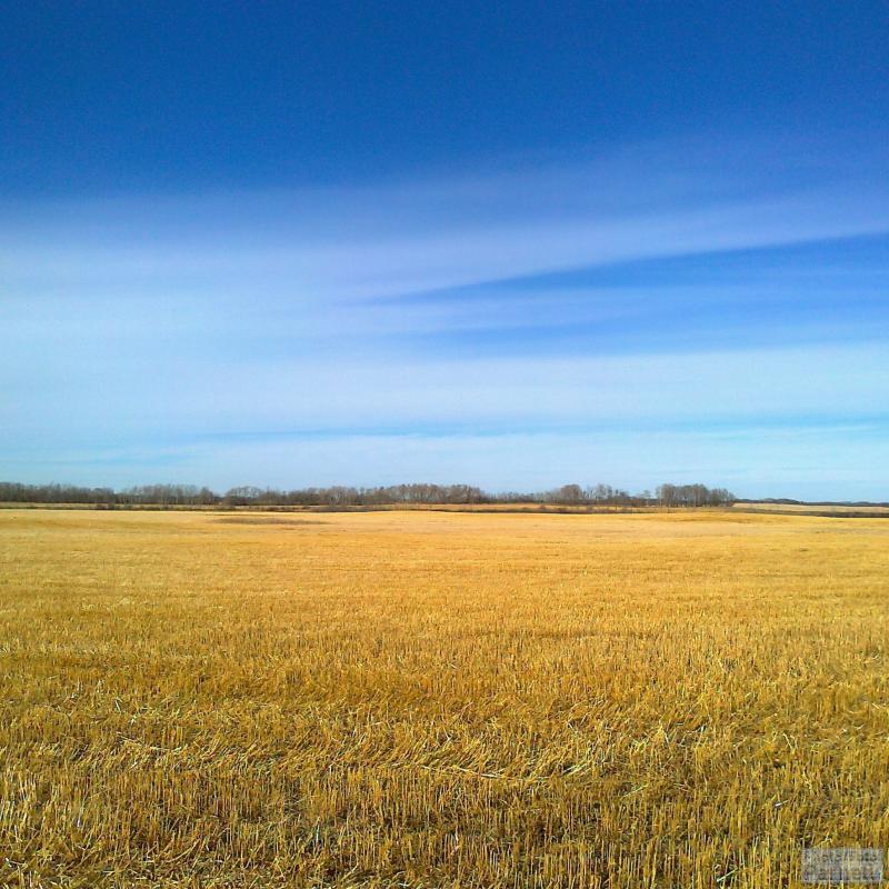 Ein abgeerntetes Weizenfeld an einem Herbstnachmittag in Kanada. Das Feld hat einige feuchte Stellen und Bäume entlang der Feldgrenze.