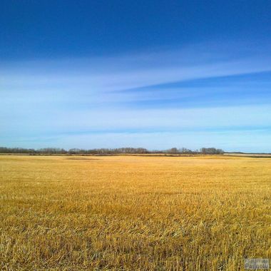 A harvested wheat field on a fall afternoon on the Canadian prairies. The field has some wetter areas and trees along the field border.