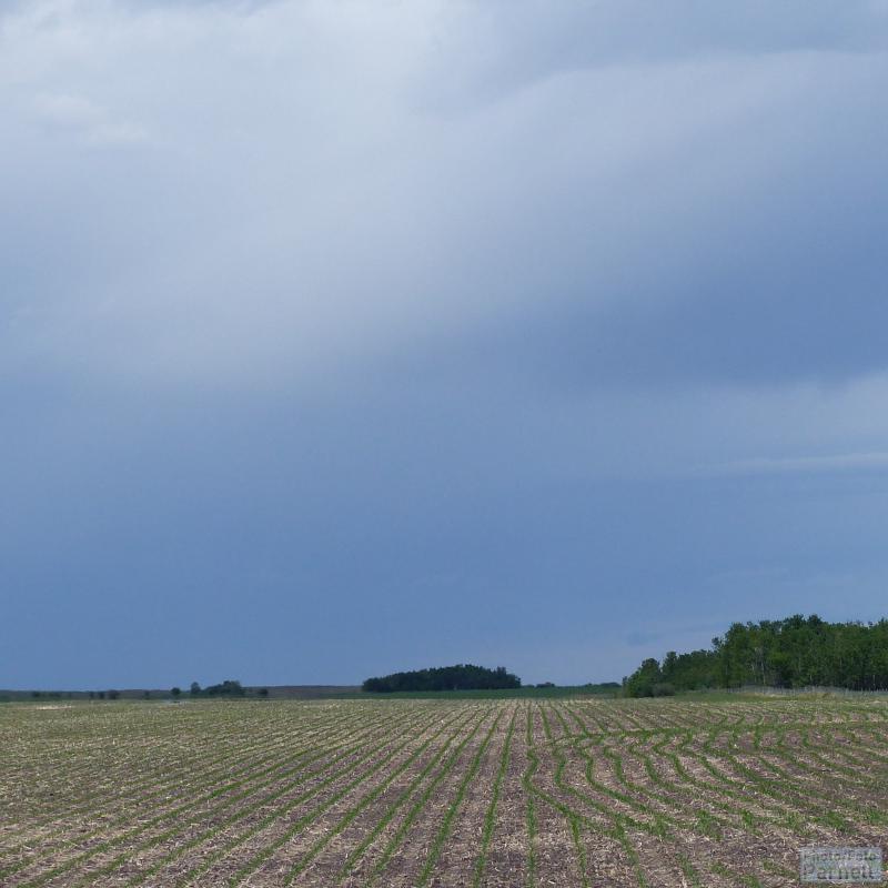 Maisfeld in einer Höhe von 10 Zentimetern. Das Foto zeigt den Feldrand mit zwei kleinen Waldgebieten in der Ferne.
