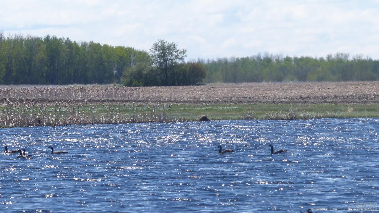 Pond with ducks among grain fields on Canadian prairies.