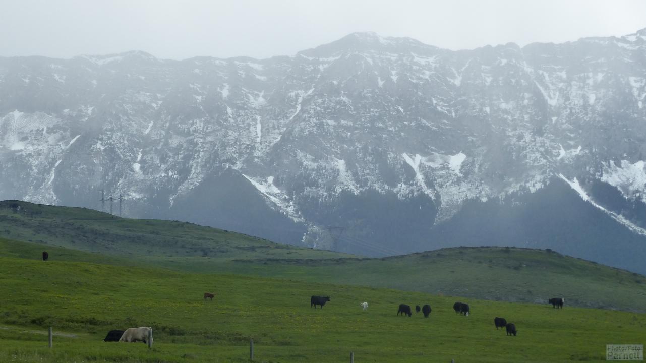 Cattle graze on misty day with backdrop of the Canadian Rocky Mountains.